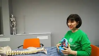 Краниосакральная терапия| Лицевой череп. Протокол ВЕШО