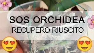 SOS ORCHIDEA - Recupero RIUSCITO AL 100%
