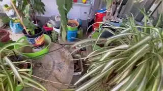 Single-Wide Mobile Home Potted Plants View