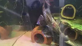 L264 sultan pleco. Battle of the big fellas