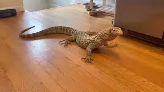 Healthy quince monitor food response