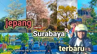 bunga tabubuya  di surabaya bermekaran 