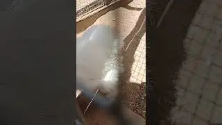 пушистые голуби