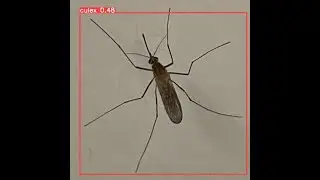 Mosquito Identification Android App based on Yolo5s