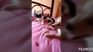 EXPONIENDO LA VIDA DE UN GATO / S