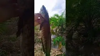 babon 🐟🐟 #creatorpemula  #mancingliar #castinggabus #babongabus