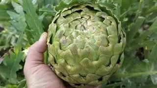 Emerald F1 Thornless Artichoke