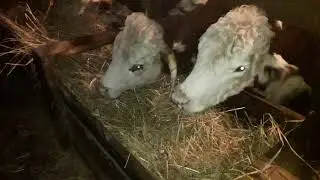 Как коровы едят суданку