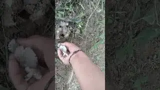 panen jamur trucuk #jamur #jamurenak #shortvideo