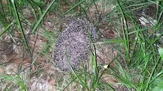 Ёжик - ночной охотник, Hedgehog - night hunter