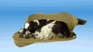 my dog Bandit -- in 3D