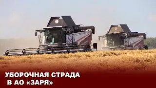 Уборочная страда в АО Заря