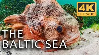 The Baltic Sea: A Mysterious Underwater World | Secrets of the Seas Ep. 2 | 4K UHD Documentary