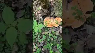 Еда под ногами.