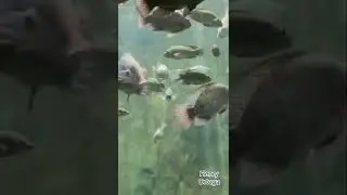 Visita al zoológico de Guadalajara