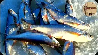 Хочешь узнать как ловить чехонь?Значит это видео для тебя.Рыбалка. Сamping ,fishing,bushcraft,