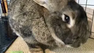 Happy Big Bun