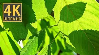 Cherry leaves in 4K video