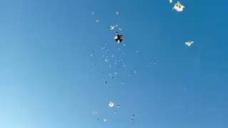 Николаевские голуби Крым.