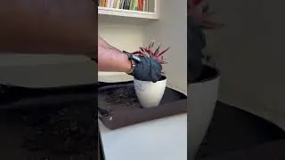 Maranta tricolor no vaso autoirrigavel https://www.plantie.com.br/?utm_source=YTshorts