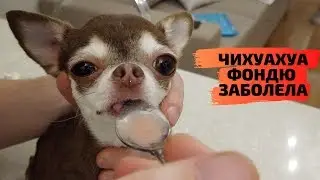Chihuahua heart disease. Can it be cured? How to give a pill to a small dog?