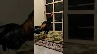 Шамо