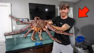 I Bought the Worlds Largest pet Crab...