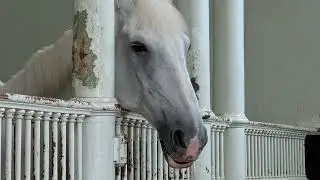 Royal Mews Horse 🇬🇧👑🐴 8K