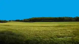 4k green grass.