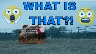 || Project Kid Horse- Part 2- Snickers vs Desensitizing ||