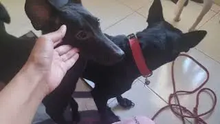 Playing with domestic dogs | Blackie Yijin Hailey Jupiter