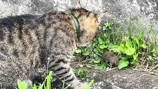CAT VS MOUSE!