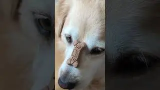 Trying Out The Milk-Bone Flavor Snacks Dog Treat