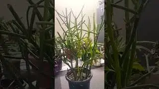 #Pencilcactus#sh