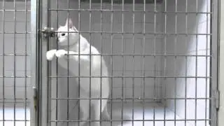 Умный Кот, открывает клетки!