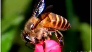 LEBAH.- ( Macro Photography )  Karya : Anan Joe + Nikon D40
