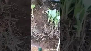 Продолжаем делить хосты