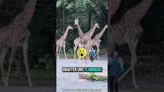 Zoo Animals Heading Home