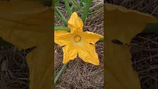 The First Zucchini in My Garden #organicgarden #vegetablegarden #growyourownfood
