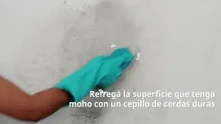 Cómo sacar moho de la pared | Cleanipedia