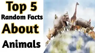 Top 5 Random Facts About Animals Amazing facts Random Facts 