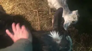 Козочка уехала в новое хозяйство!
