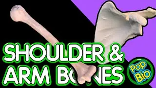 Upper Appendicular Shoulder and Arm Bone Anatomy