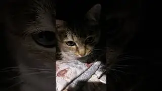 То нельзя, это нельзя, зачем вы меня взяли #котики #озвучка #приколы #юмор