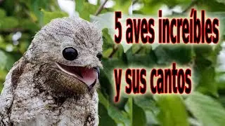5 Incredible Birds and Their Songs