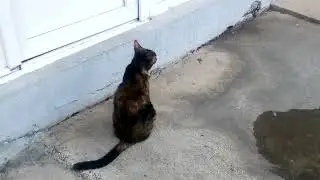 22.06.2024. / 19:30 ☀️🌞 Cat meow ( Mačka mjauče )