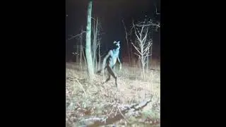 Creepy Cryptids caught on film
