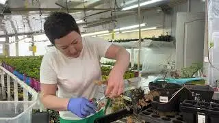 Клематис черенкуем весной и экономим год выращивания.26.02
