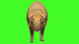 Green Screen Background Correcter In pig #Walk  frontSide #animation #video  #youtube #greenscreen