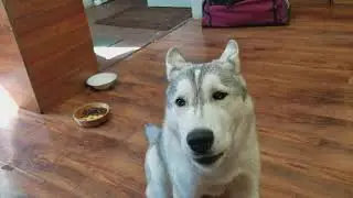 Doog is singing.